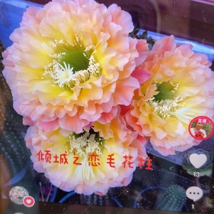 量天尺嫁接倾城之恋