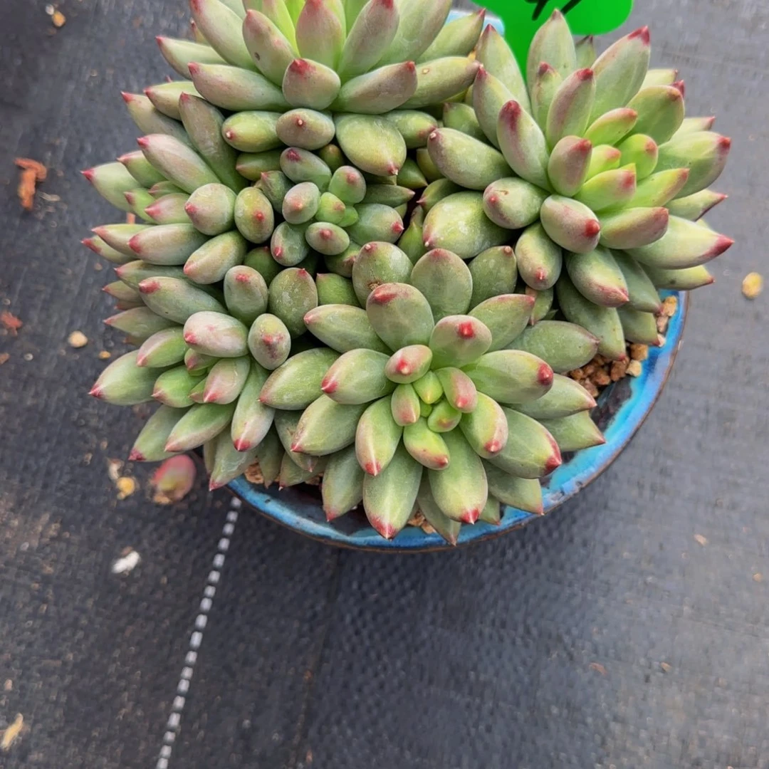 无花朵C91，岩子群