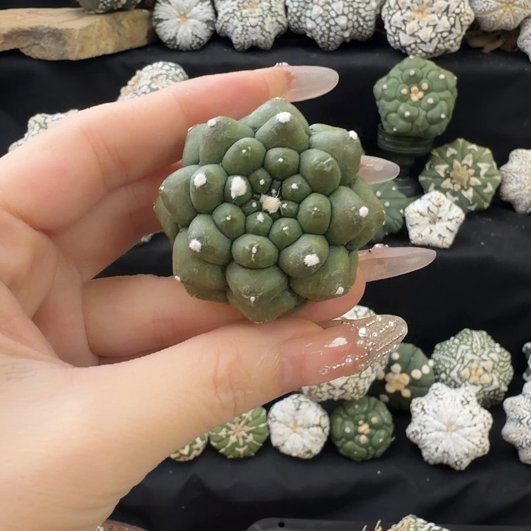 福利龟甲泰兜仙人球