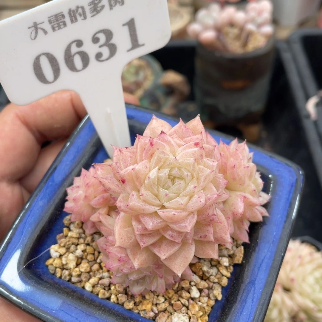 0631麦秆不带盆7厘米