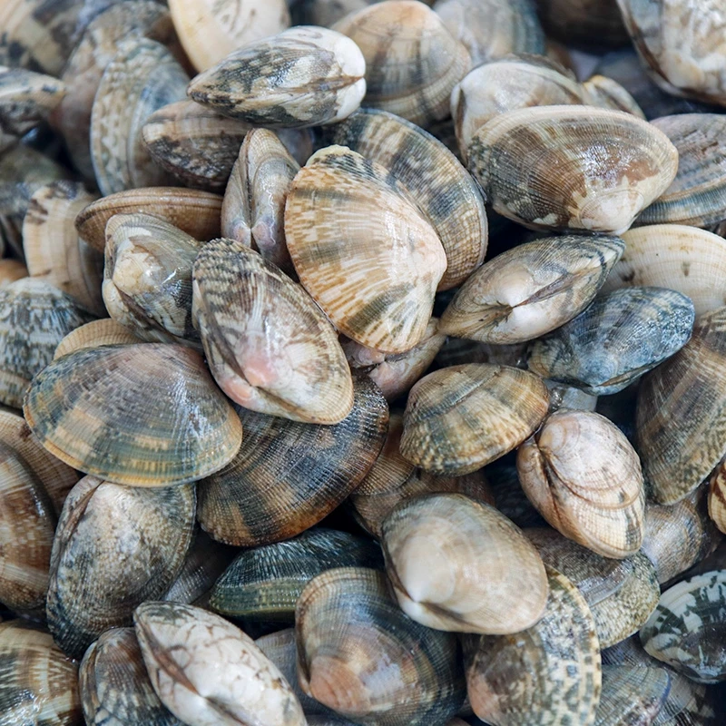 鲜活海捕花蛤花甲大蛤蜊500g/盒