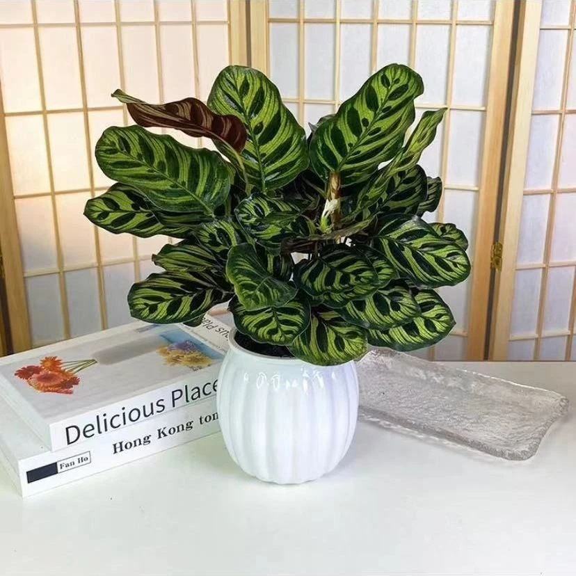 孔雀竹芋盆栽大盆室内客厅观叶绿植四季常青孔雀竹芋水培好养活