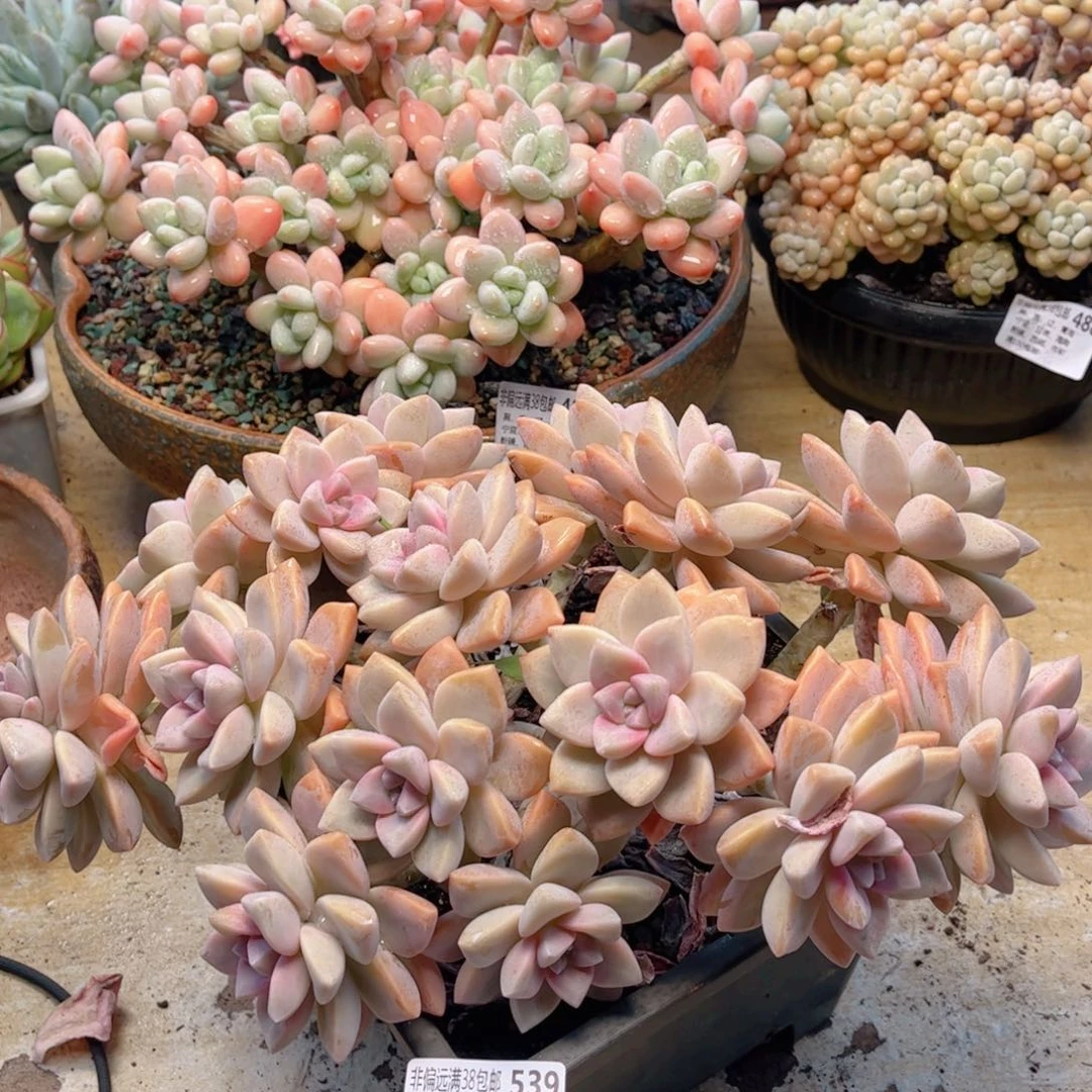 539淡雪缀德华多肉