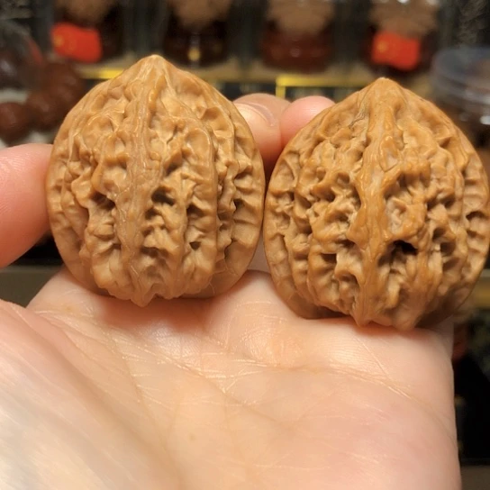 野生小众：双龙粗筋