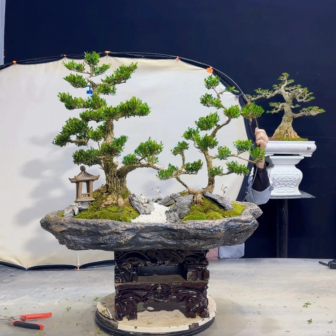 高端黄杨盆景艺术