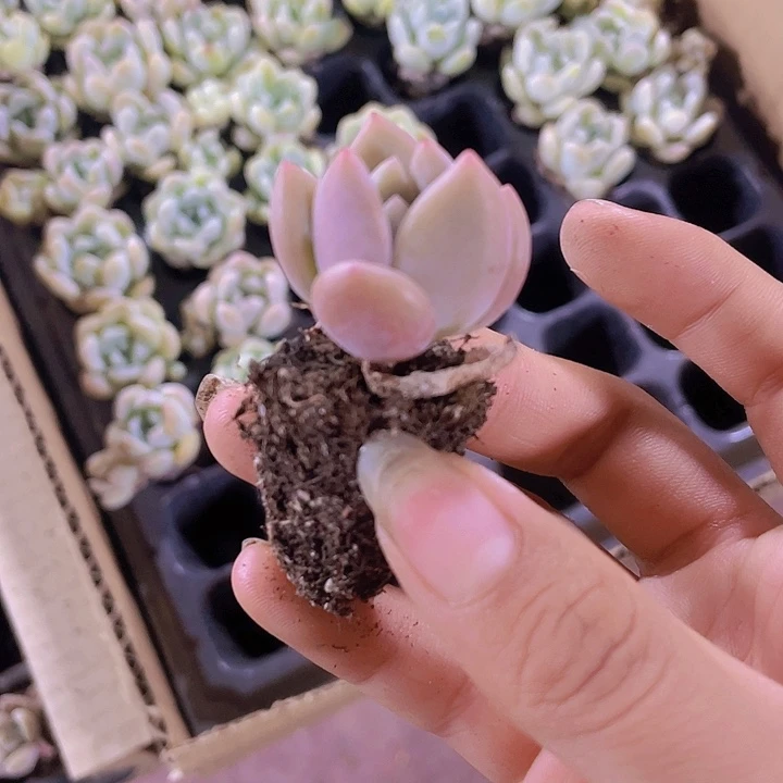 47精品奥普2颗一组