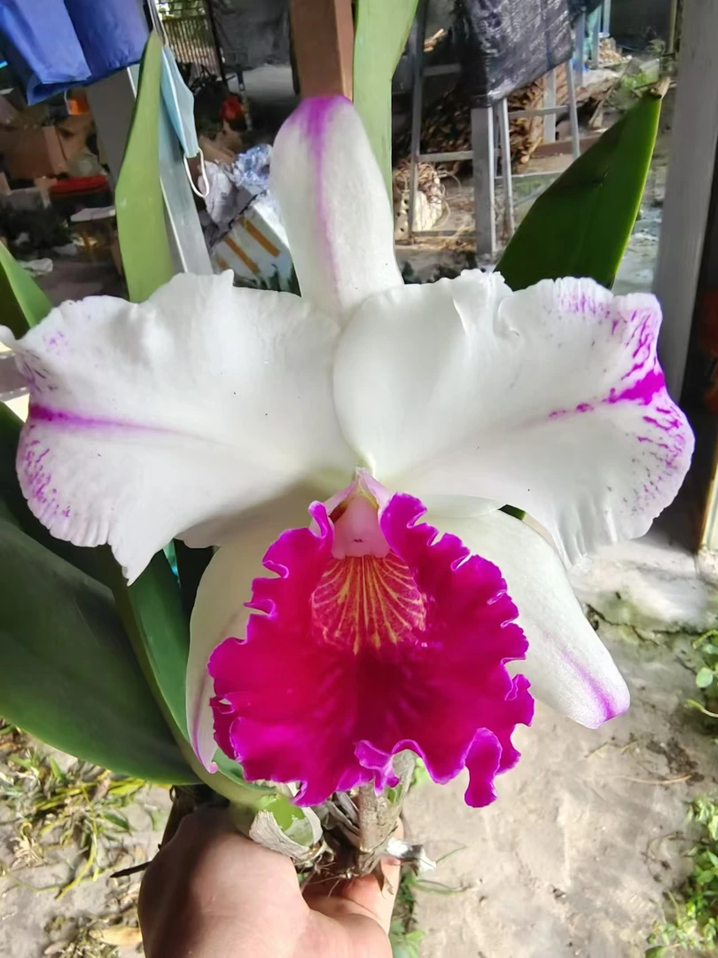 白剑英卡特兰（香）花卉附生兰盆栽原盆原土带盆发货