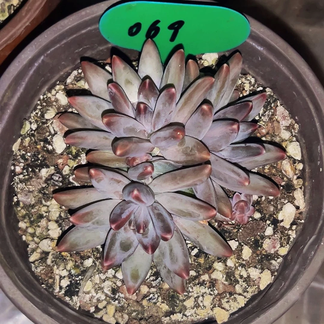 桔云多肉美人精品系列