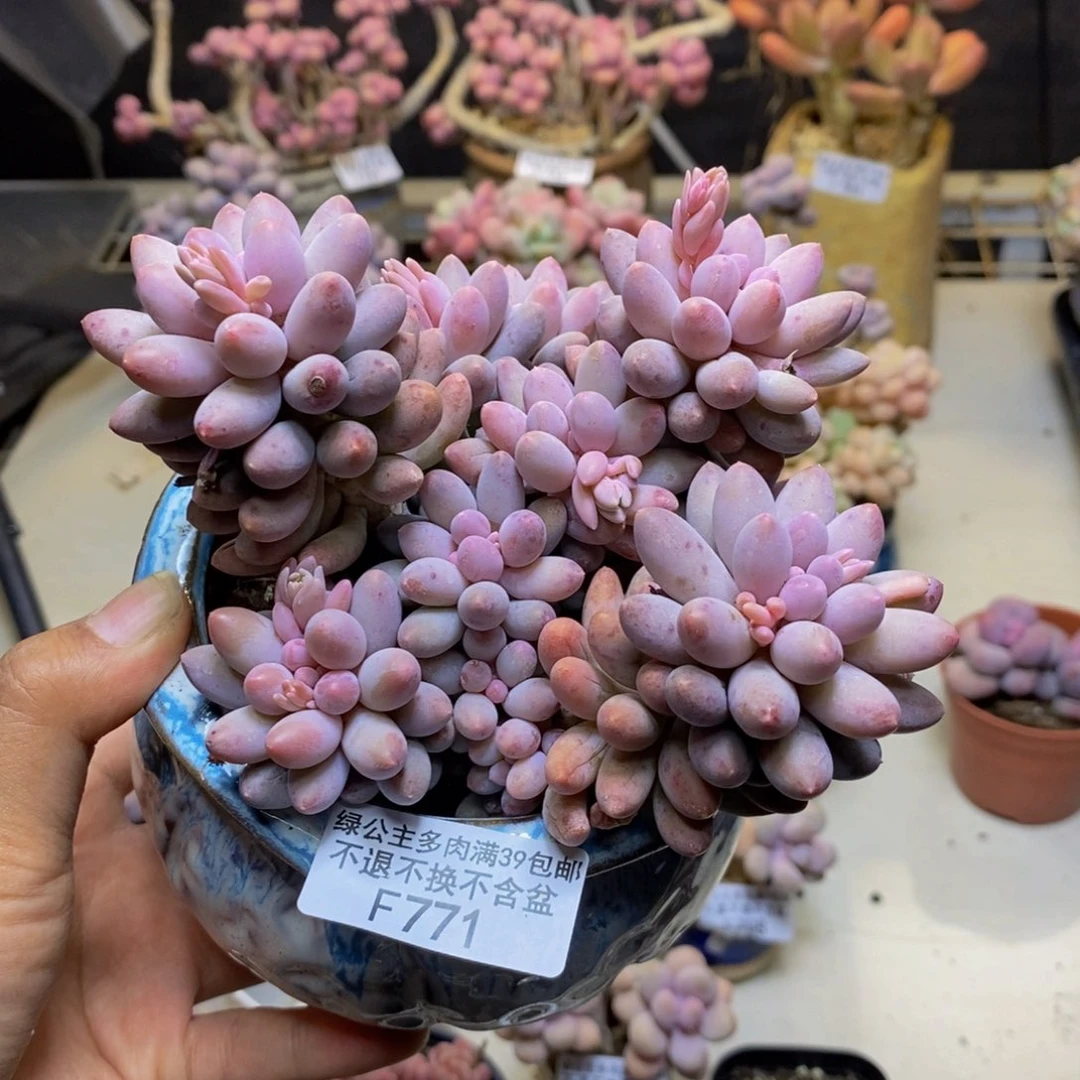 B***宝771婴儿手指多肉12c m