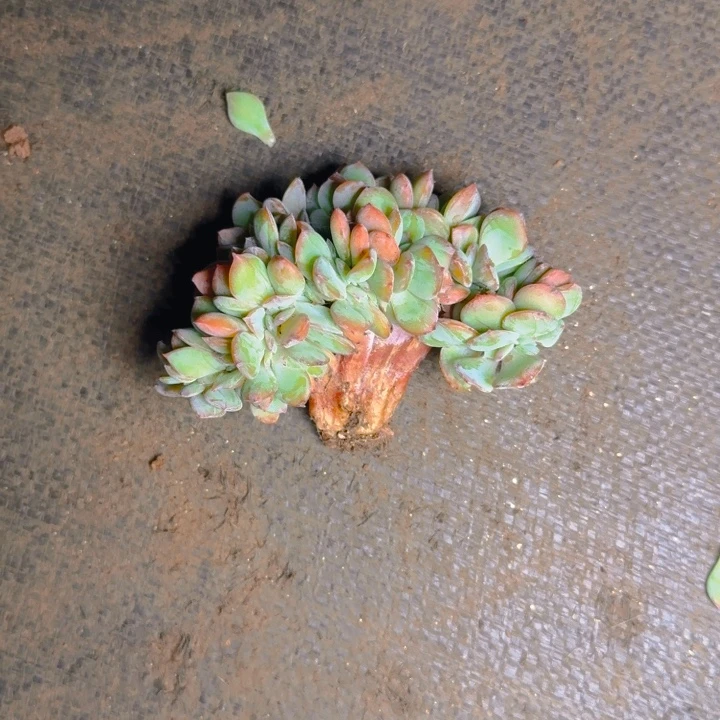 凤福利1111111111111