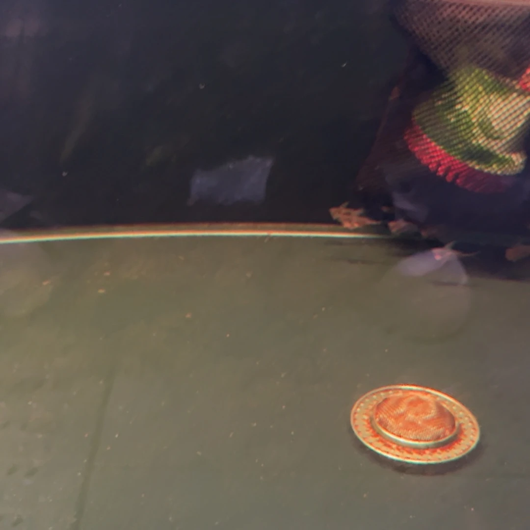 昼***爱海水鱼阴阳燕子四条