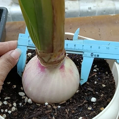 无花朵孤宝7+发一个