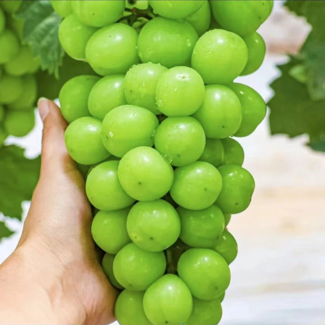 【一串】晴王阳光玫瑰青提 皮薄无籽 一串2斤左右只发天津市除县区