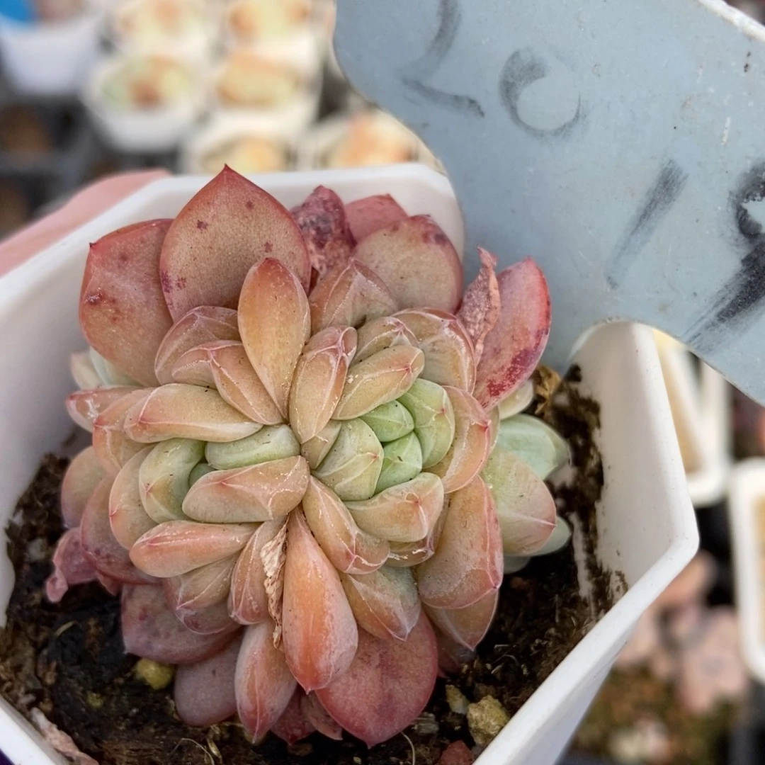 2019星星珍妮多肉植物保护