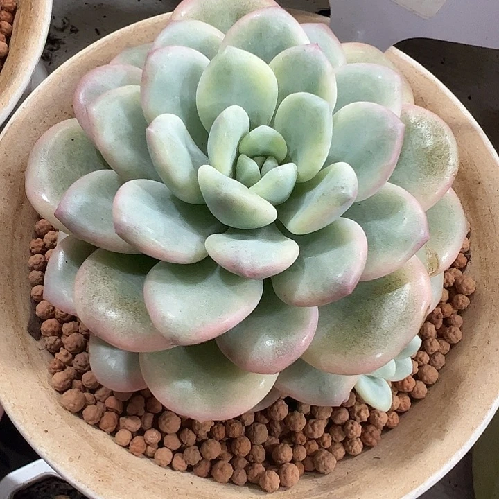 白马香水单头带崽