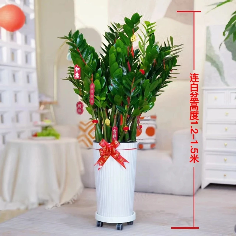 专属-巨无霸大号高1.2-1.4米金钱树大型懒人植物室内客厅好养净化