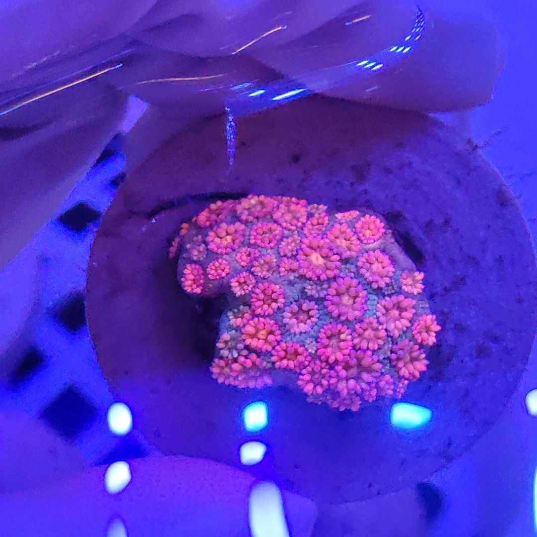 智海珊瑚馆 竞拍链接