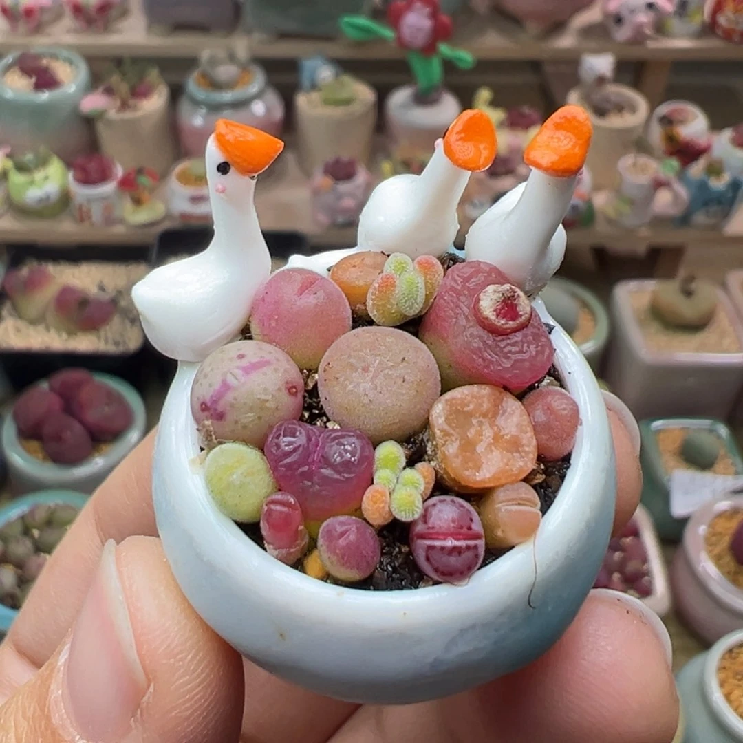 多肉植物147号拇指盆