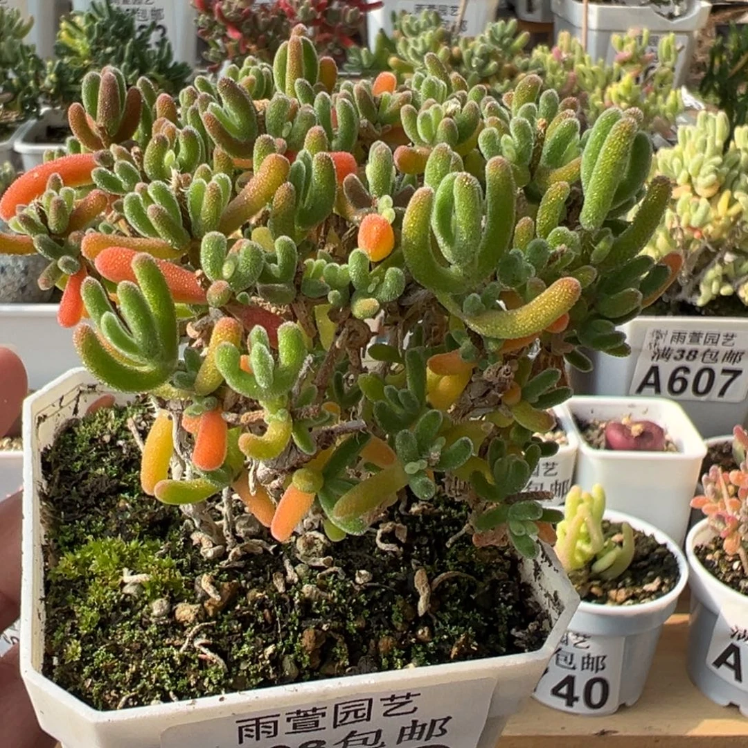 30-788枝干番杏多肉钻石锦七方盆