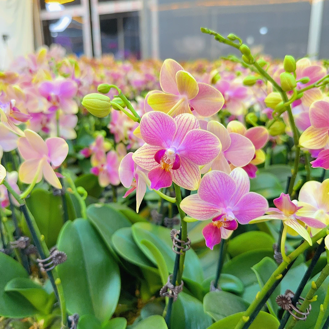 精选蝴蝶兰【夏日】欧品彩色系 室内花卉绿植 基地直发