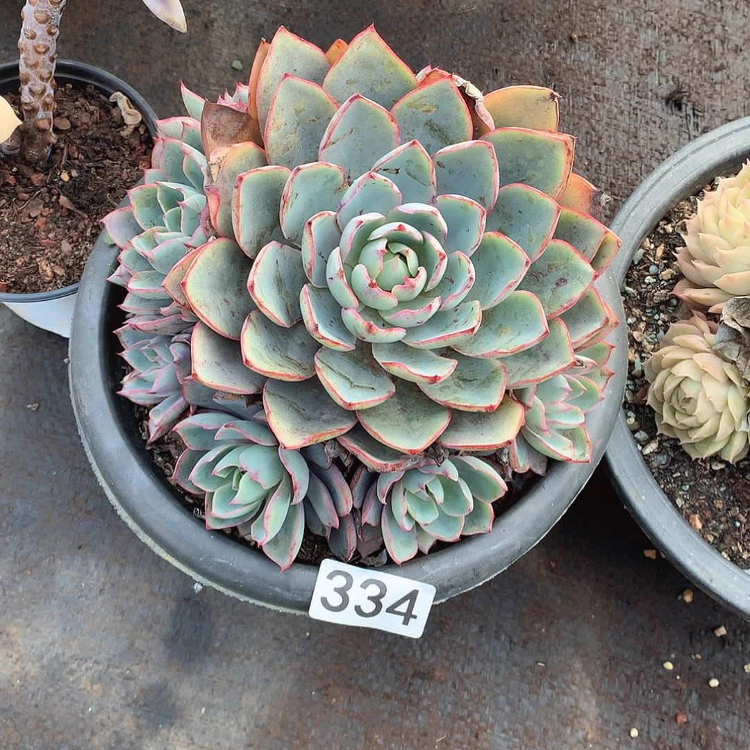 334赫拉一物一拍多肉