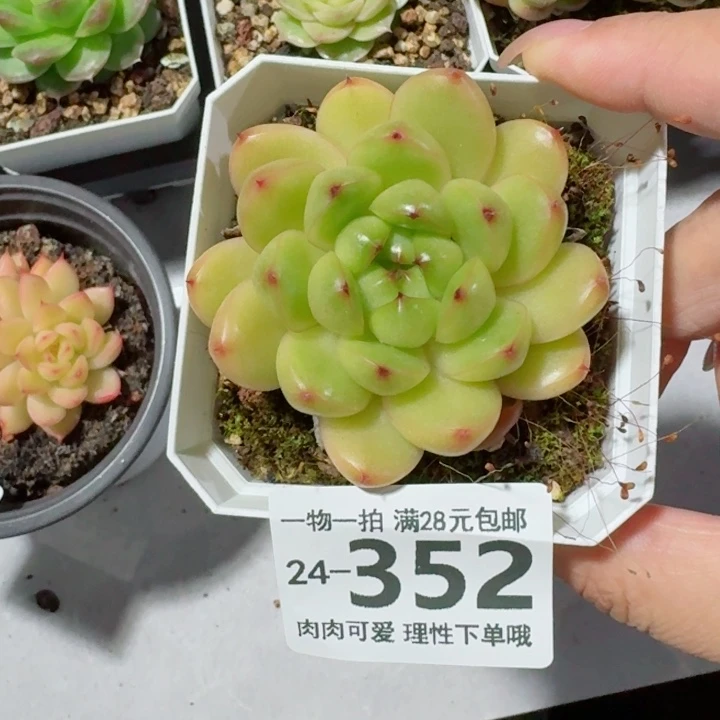 莱拉多肉无盆土发货无盆土