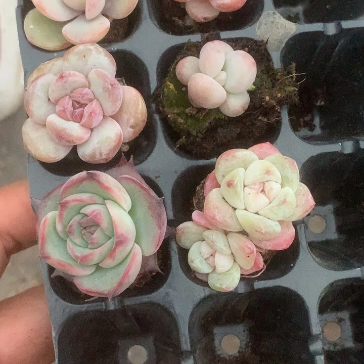 n***t一物一拍。 6颗。包邮