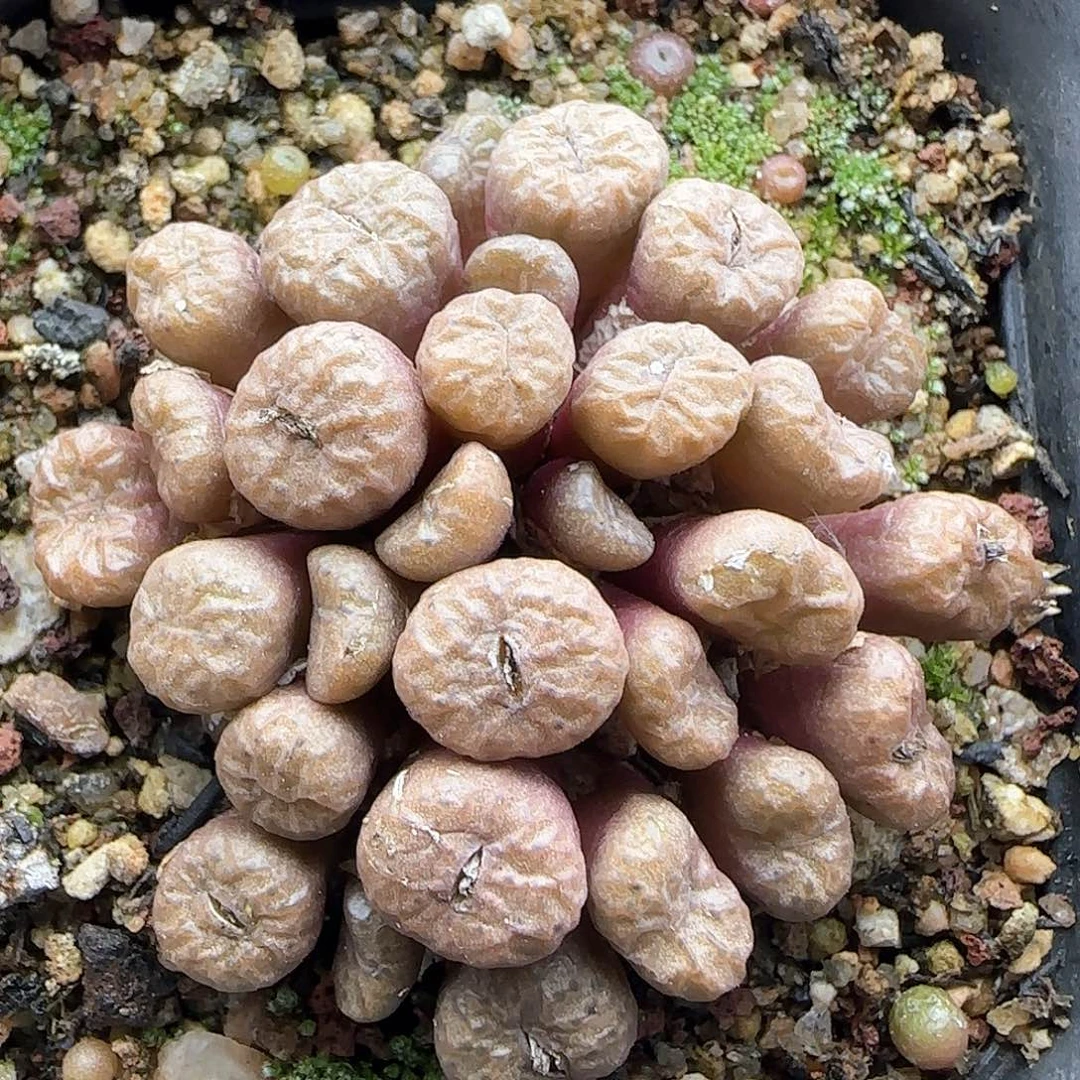 脱土年后发货24513