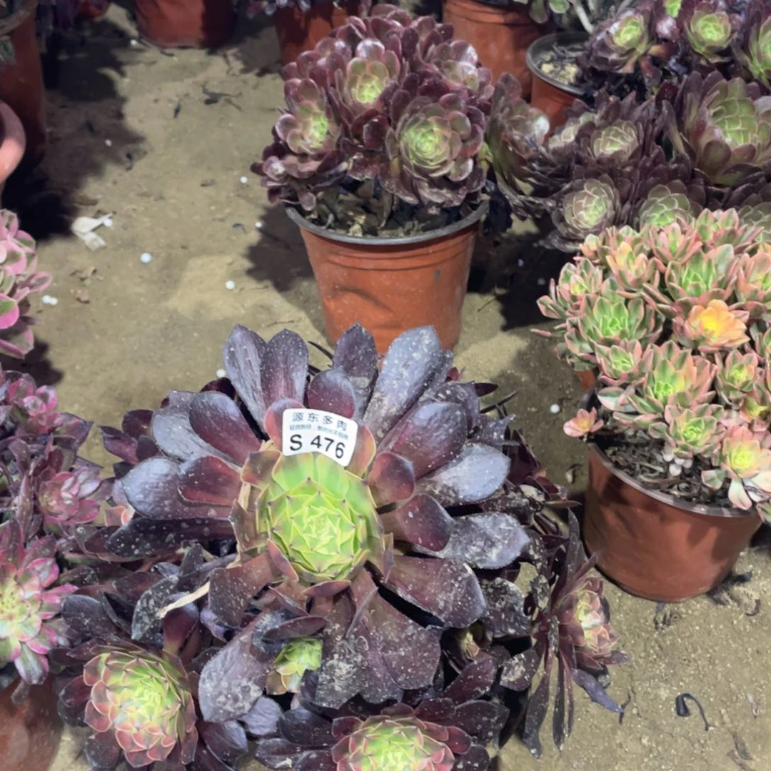 476祝融多肉法师断枝不包