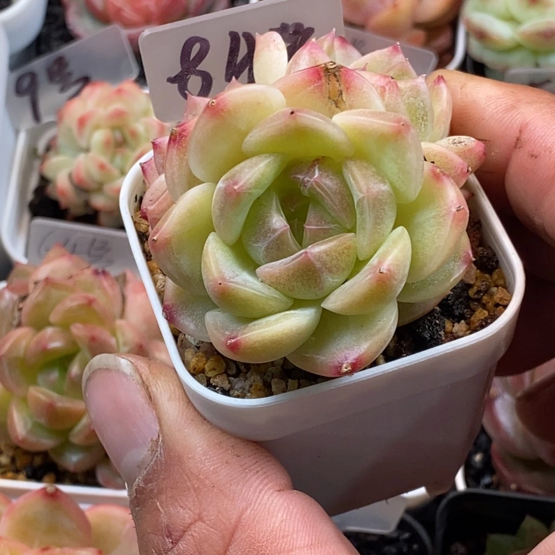 天官赐福百无禁忌