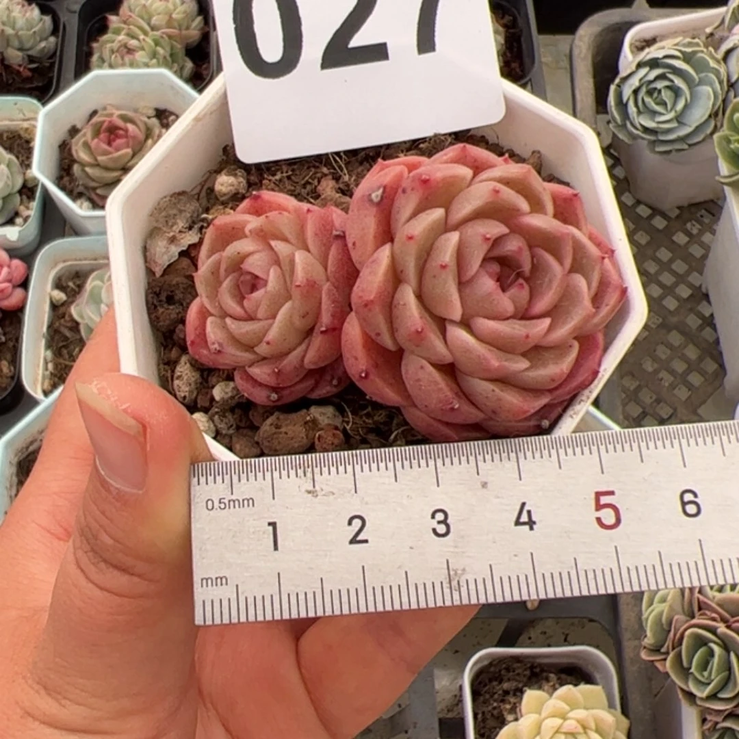 k****n027 多肉植物组合盆栽