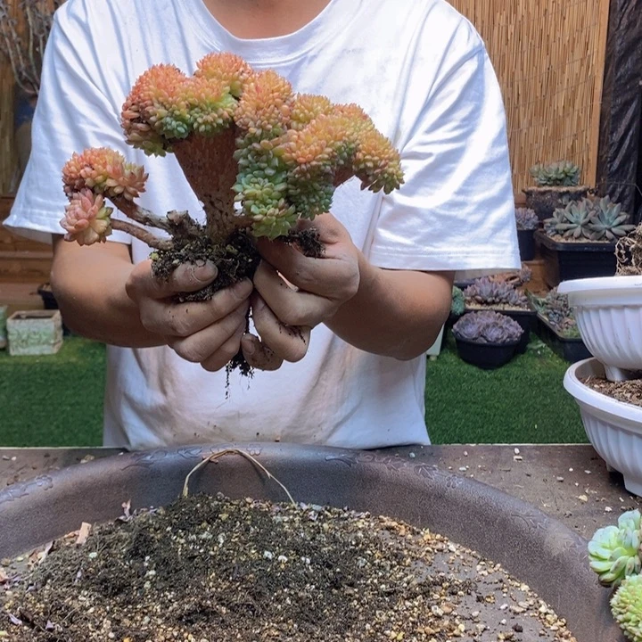 叁***呀48 号白胖子多肉植物