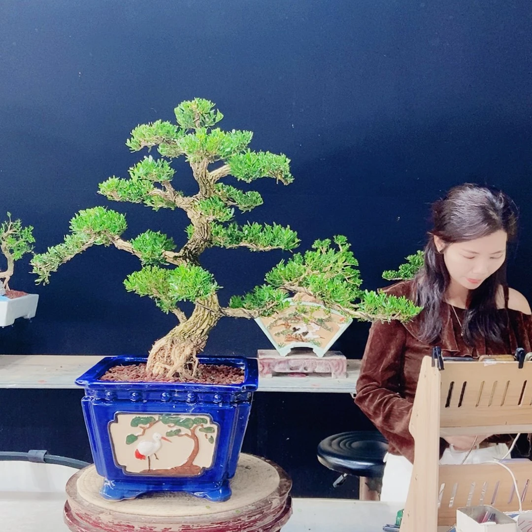 当前无花朵，栽培后可花朵