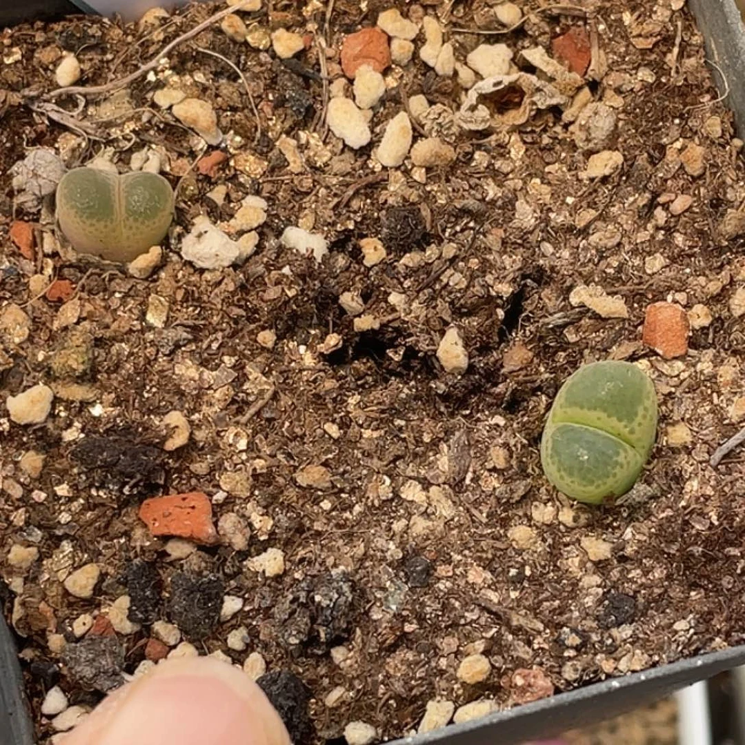 2-43风铃多肉植物