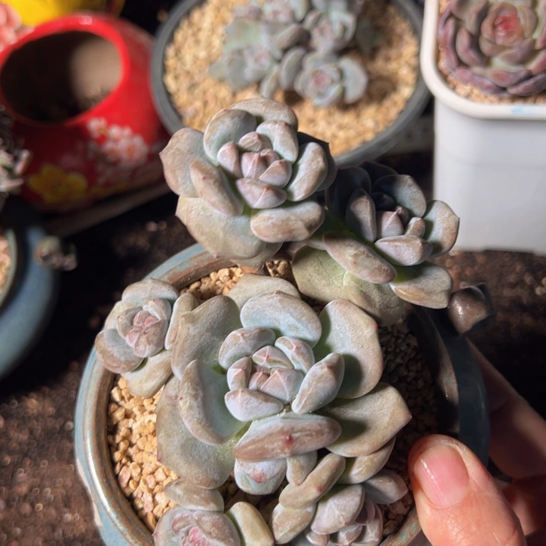 新年快乐 新年快乐 新年快乐