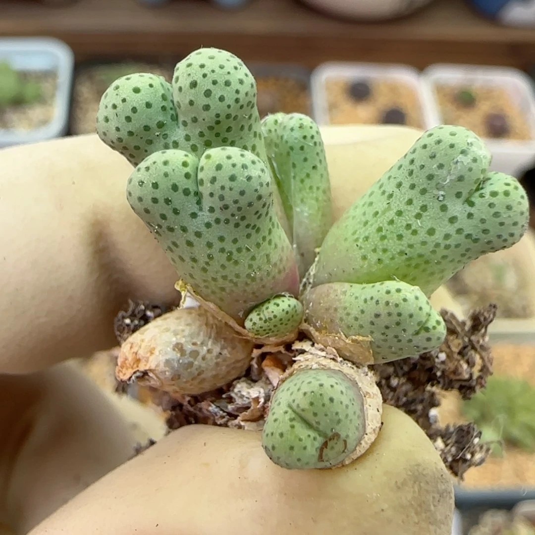046园艺优选红斑马