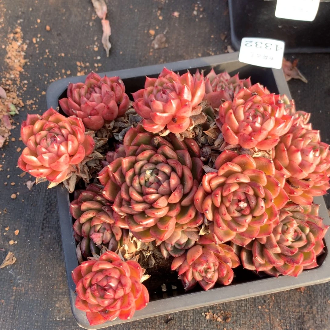 4332杂交多肉植物基地