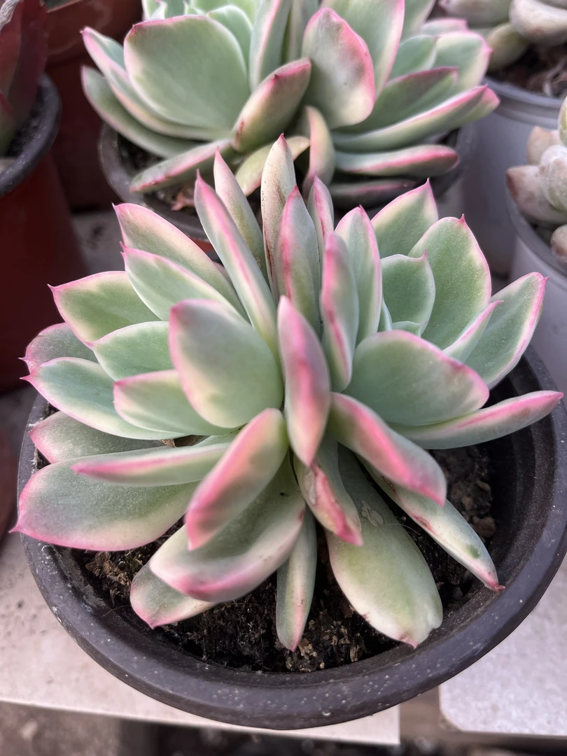 56绮罗仙子锦多肉 【出锦多肉】 【10cm左右冠幅脱土发货】