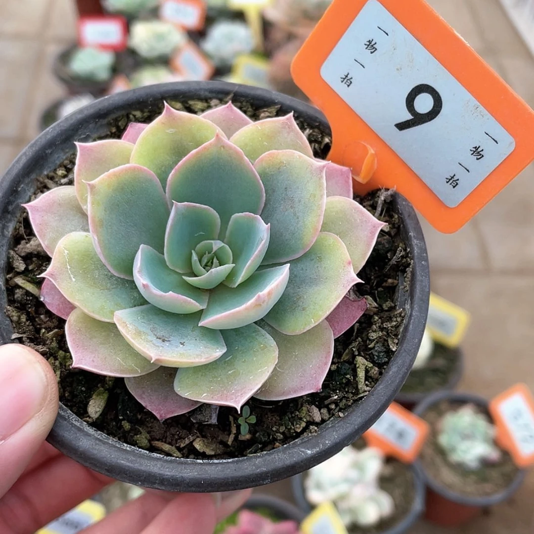 【闪购商品】9号的