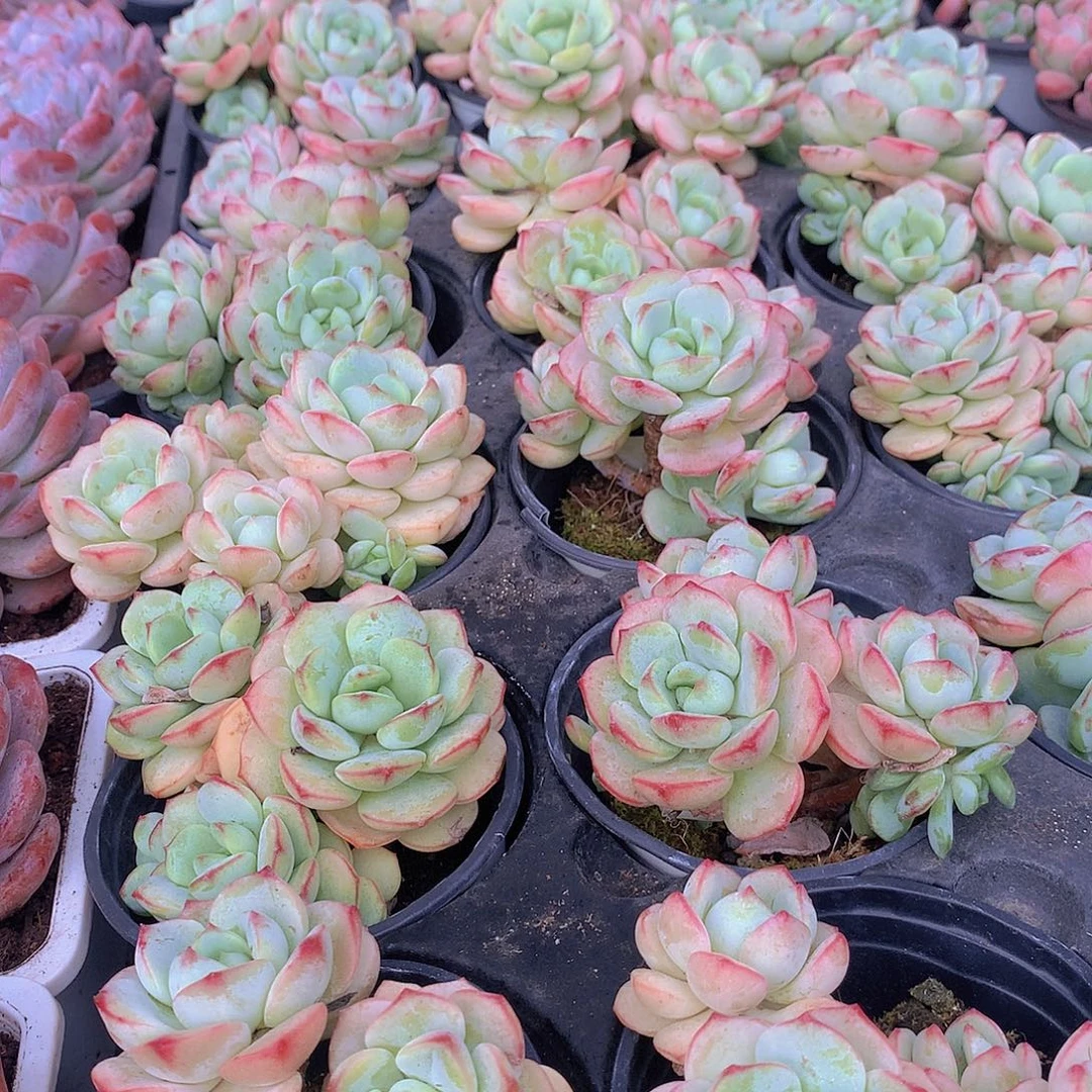 香草碧斯355778999900000