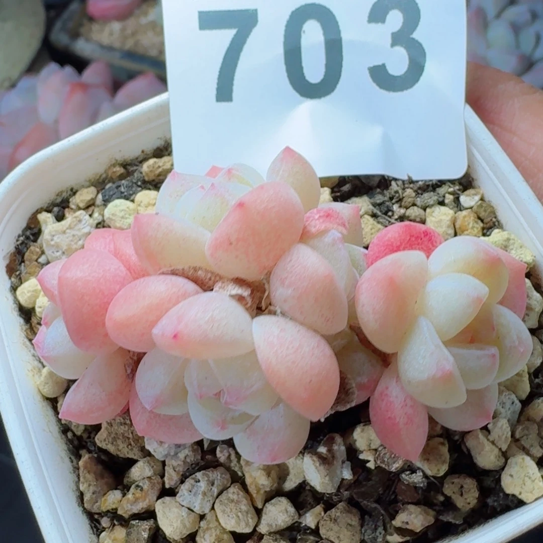 小脸冰玉      愿你一路坦途，乘风破浪展宏图