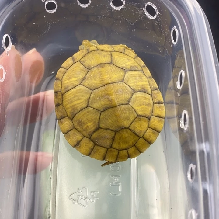 巴西彩龟母666666