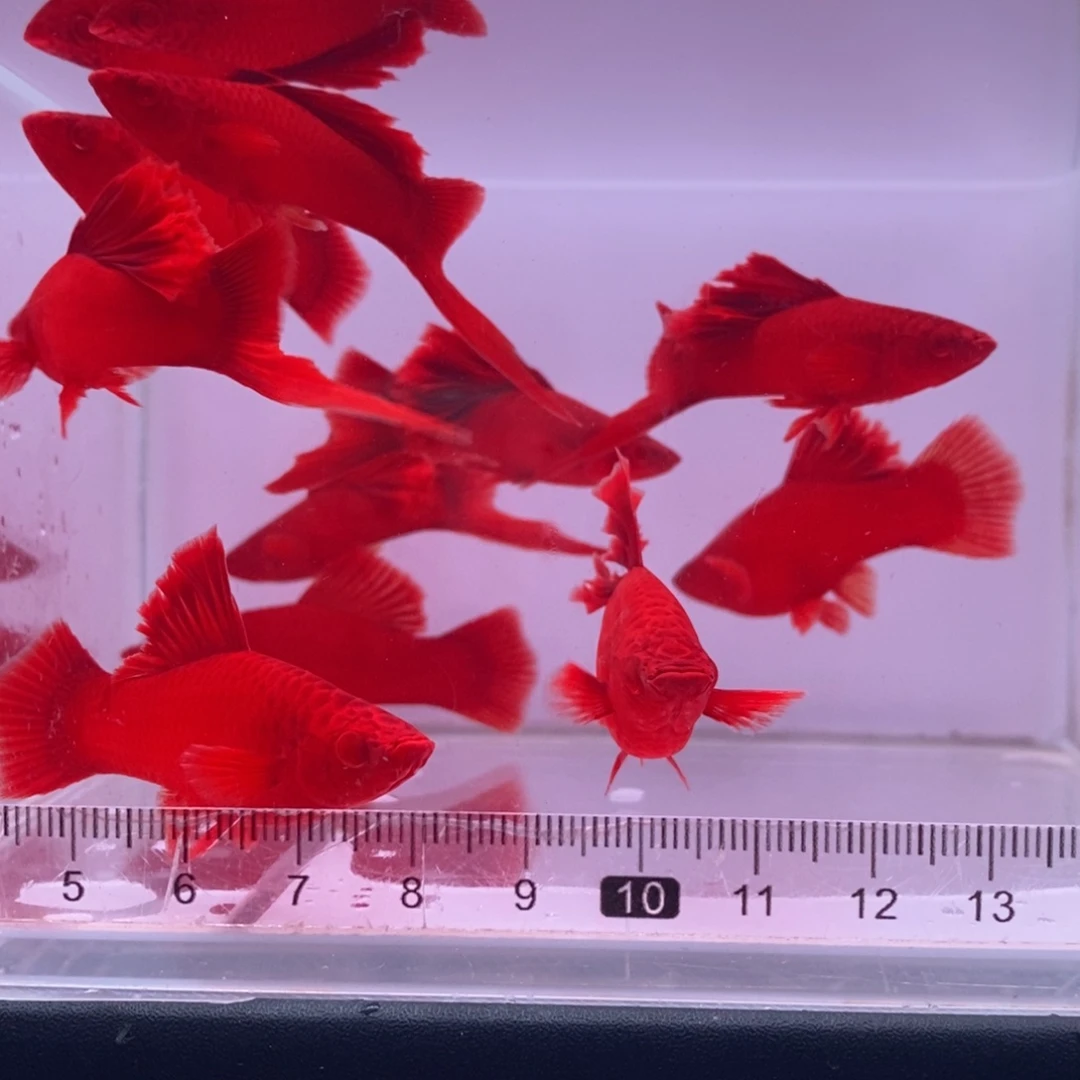 红剑鱼高鳍红剑亚成5公5母