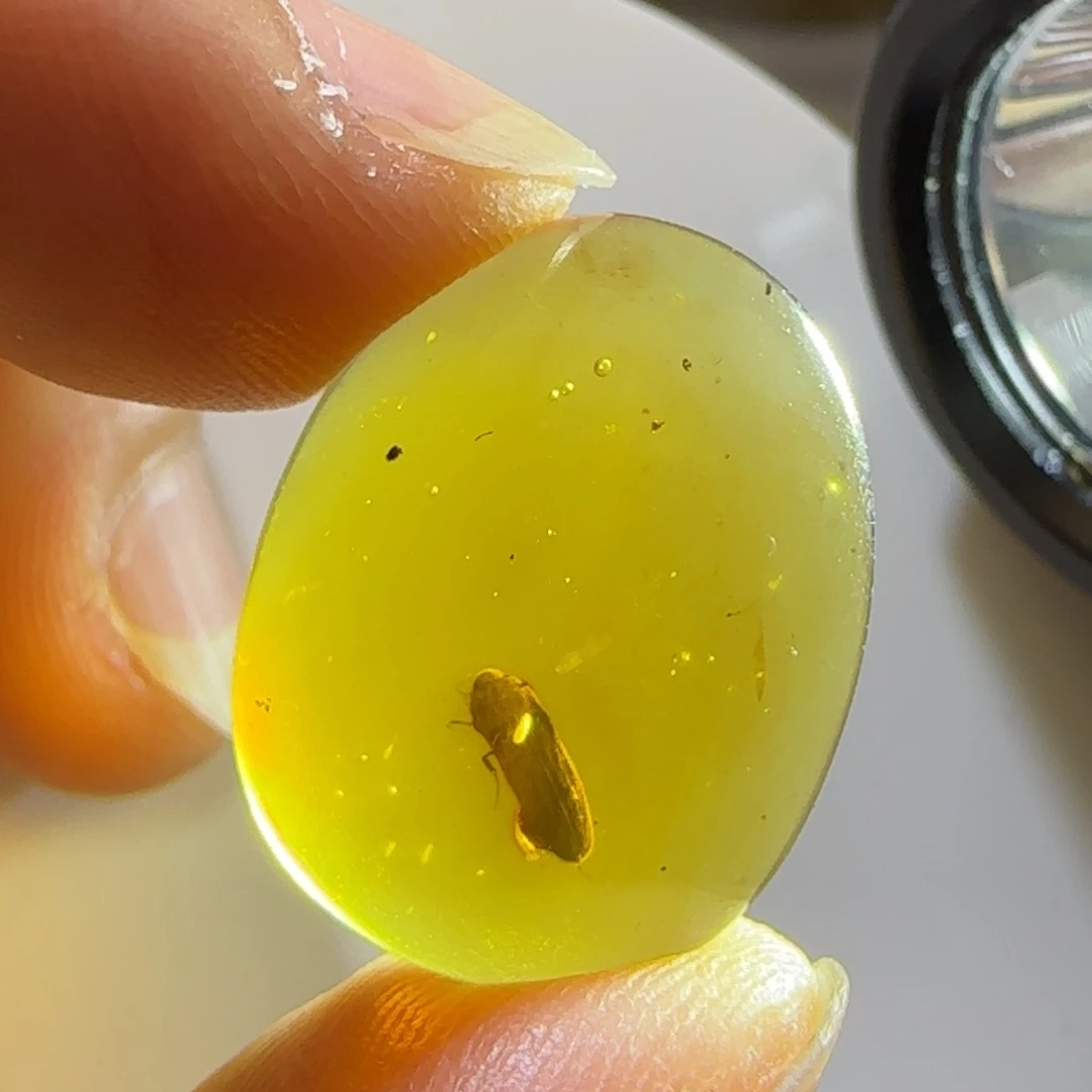 未镶嵌琥珀裸石甲虫
