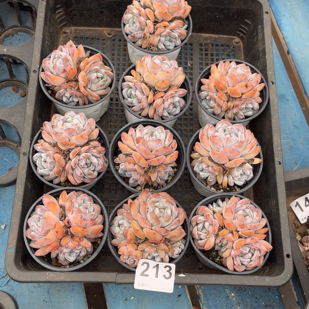 ****肉213号新疆西藏内蒙古不包邮