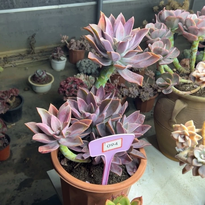 是****太飞糖多肉094