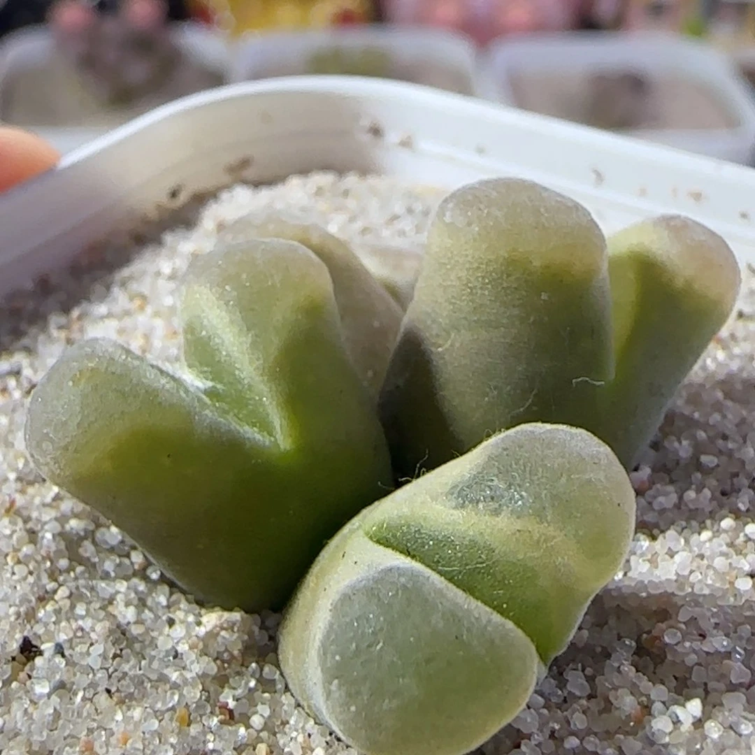 6.25.2/多肉植物/
