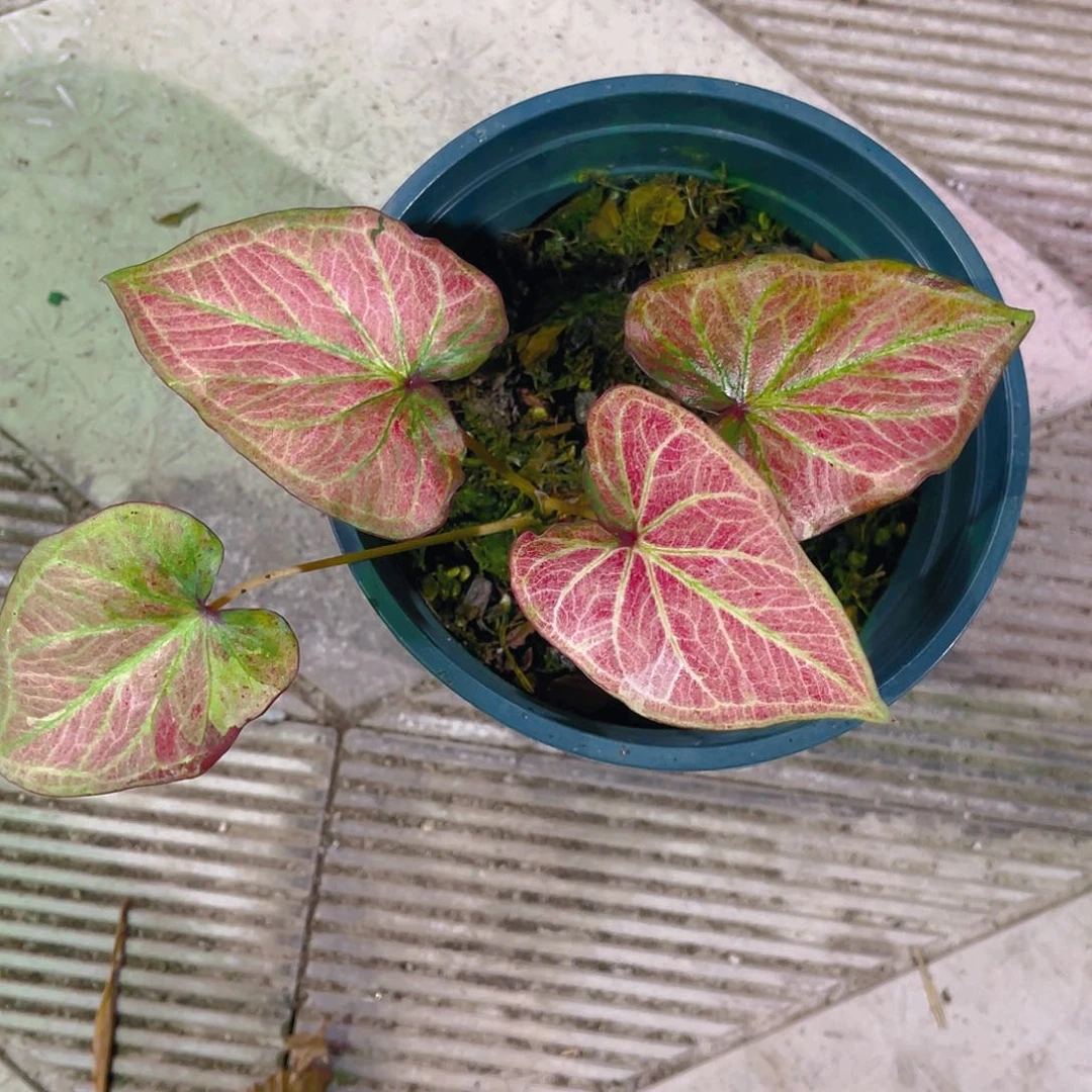 完全开放3924泰彩