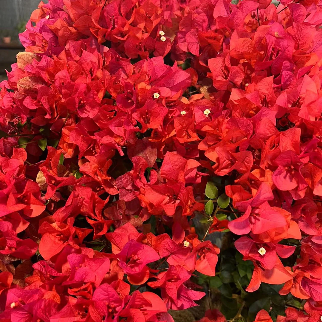 三角梅精品盆景一物一拍（全国包邮3）