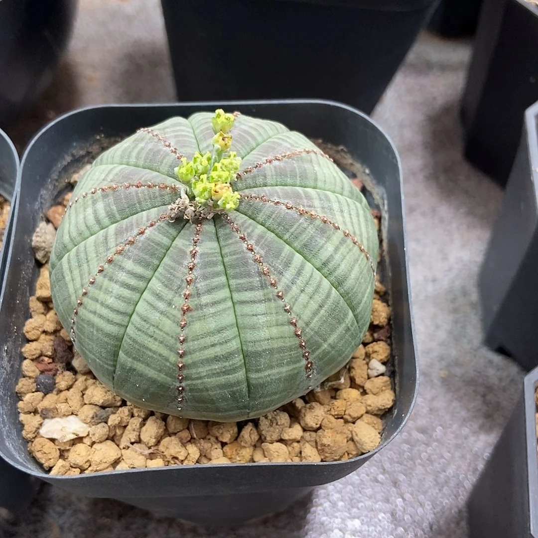 T***u实生布纹球仙人球